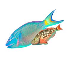 Stoplight Parrotfish