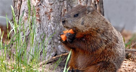 5 Natural Ways To Get Rid of Groundhogs - Farmers' Almanac - Plan Your Day. Grow Your Life.