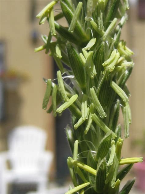 ~ Jamilah's Hands ~: Making Sweet, Sweet Corn: Hand Pollination