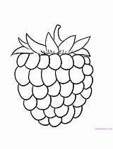 Printable Raspberry Coloring Page  Vrogueco sketch template