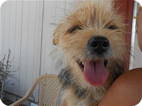 Wednesday | Adopted Puppy | Arenas Valley, NM | Norfolk Terrier/Yorkie, Yorkshire Terrier Mix