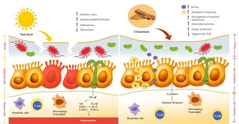 Cinnamon and anti-inflammatory response | Download Scientific Diagram