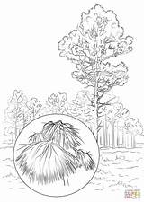 Longleaf Pine coloring Page  Free Printable Coloring Pages sketch template