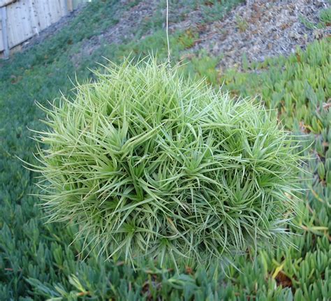 X-Large Tillandsia Aeranthos Miniata Mini Me | Etsy