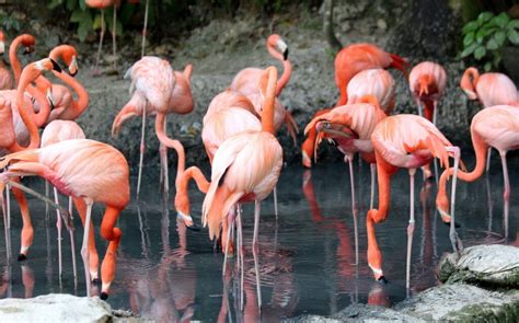 Andean Flamingo: Why is it Endangered?