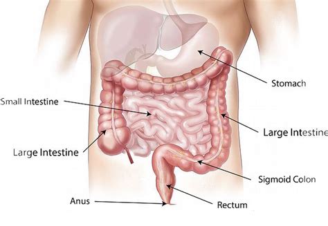 Digestive enzymes benefits & side effects - NourishDoc