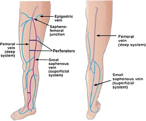 Basic anatomy of the venous system of the lower extremities. | Download Scientific Diagram