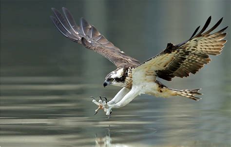 Wild Profile: Meet the osprey - Cottage Life