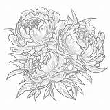 Peony Flowers Coloring Page  Pages Mimi Panda sketch template