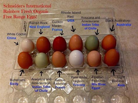 Egg Color Genetics Chart