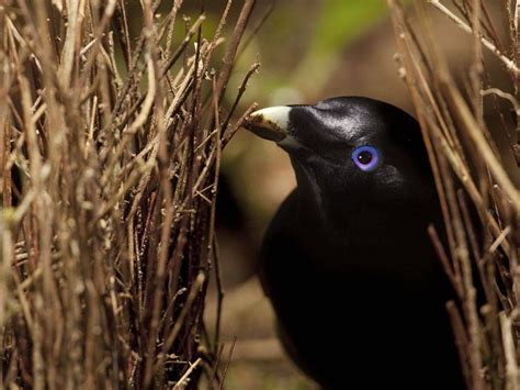 Blue eyed black bird | Animals, Bird, Pet birds