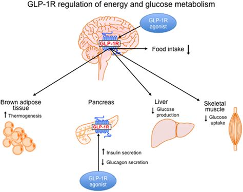 Frontiers | GLP-1 based therapeutics: simultaneously combating T2DM and obesity | Neuroscience