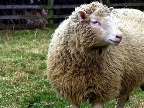 La muerte de la oveja Dolly: el primer animal clonado | Radio Perfil