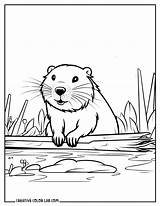 Free Beaver Coloring Pages To Print sketch template