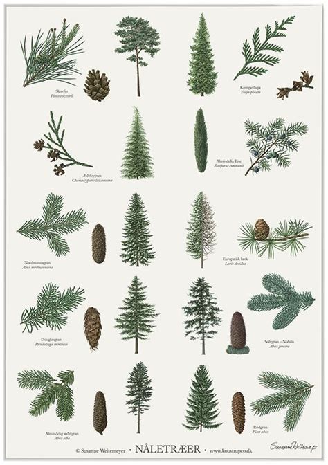 the different types of evergreens and pine cones are shown in this poster, which is also