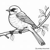 Mockingbird Coloring Pages  Free & Printable sketch template
