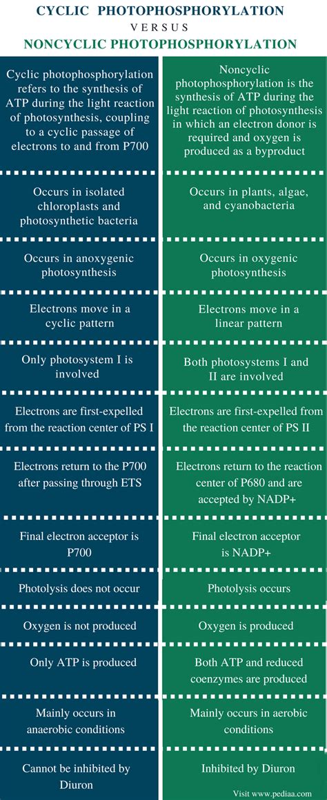 Difference Between Cyclic and Noncyclic Photophosphorylation ...