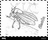Cicada Coloring Page For Kids Stock Vector Image & Art  Alamy sketch template