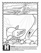 Silverfish Coloring Pages sketch template
