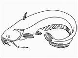 Catfish Coloring Pages  ColoringBay sketch template