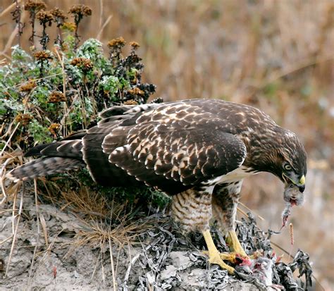 File:Hawk eating prey.jpg - Wikipedia