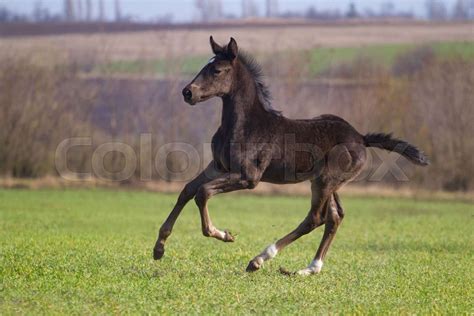 Black foal | Stock image | Colourbox