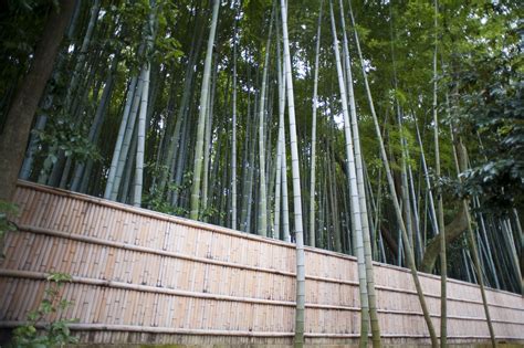 Free Stock Photo 6017 bamboo fence | freeimageslive
