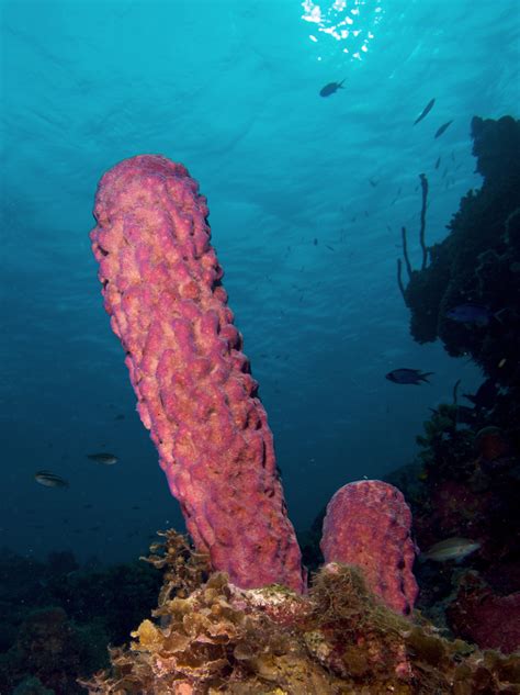 File:Aplysina archeri (Stove-pipe Sponge-pink variation).jpg ...
