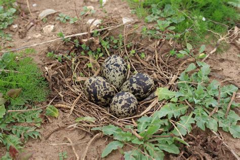 Lapwing – Abbey Farm