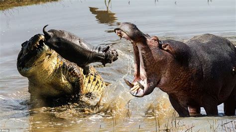 Crocodiles Vs Hippos | Crocodiles Mistake When Touching King Hippo's ...