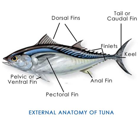 Different Types of Tuna - Know the difference | Get to know your fish