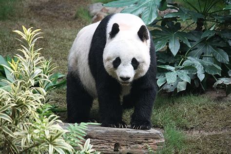 Panda mare - Wikipedia