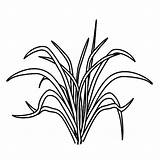 Tall Grass Pages Coloring sketch template