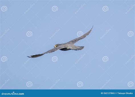 Peregrine Falcon in Flying on the Blue Sky Background. Stock Image ...