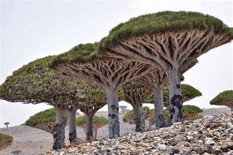 Dragons Blood Tree at Socotra Island, Yemen