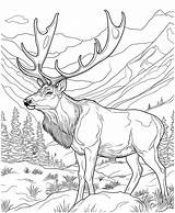 Free Printable Elk Coloring Pages sketch template
