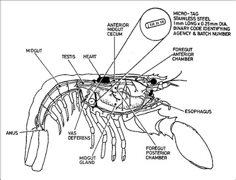 Lobster Anatomy Diagram Label