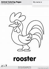 Rooster Coloring Pages Birds sketch template