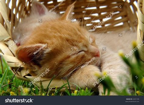 Two Sleeping Kittens In The Basket Stock Photo 2431195 : Shutterstock