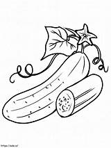 Cucumber 3 coloring Page sketch template