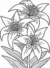 Lilies Flower Coloring Page For Adults 8944287 Vector Art At Vecteezy sketch template
