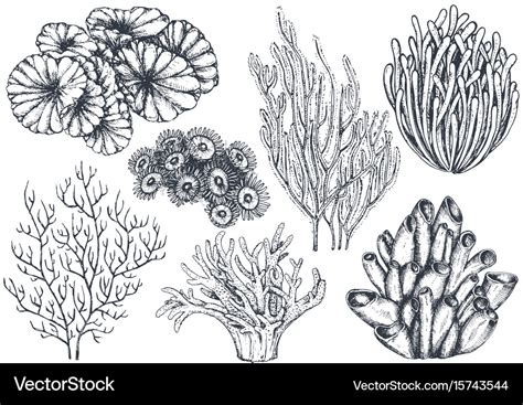 Collection of hand drawn ocean plants and Vector Image