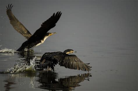 Elsen Karstad's 'Pic-A-Day Kenya': Great Cormorants- Lake Nakuru Kenya