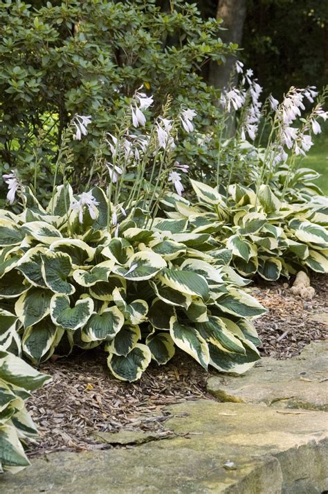 Patriot Hosta - Plant Library - Pahl's Market - Apple Valley, MN