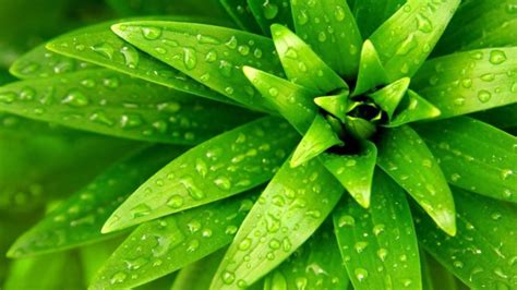 green, Nature, Plants, Flat Wallpapers HD / Desktop and Mobile Backgrounds