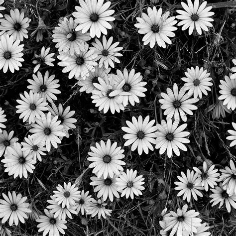 Black and White Flowers