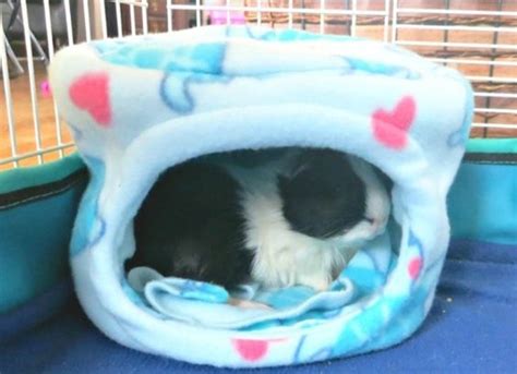 7 DIY Guinea Pig Beds You Can Build Today (With Pictures) | Pet Keen