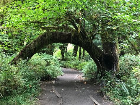 Easy Hoh Rainforest Hikes in Olympic National Park • Making Family ...