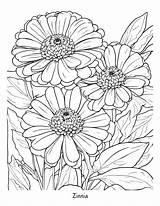 Zinnia Flower Coloring Page  sketch template