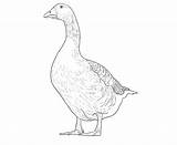 Farm Animal Coloring Pages  Pictures To Download And Color sketch template